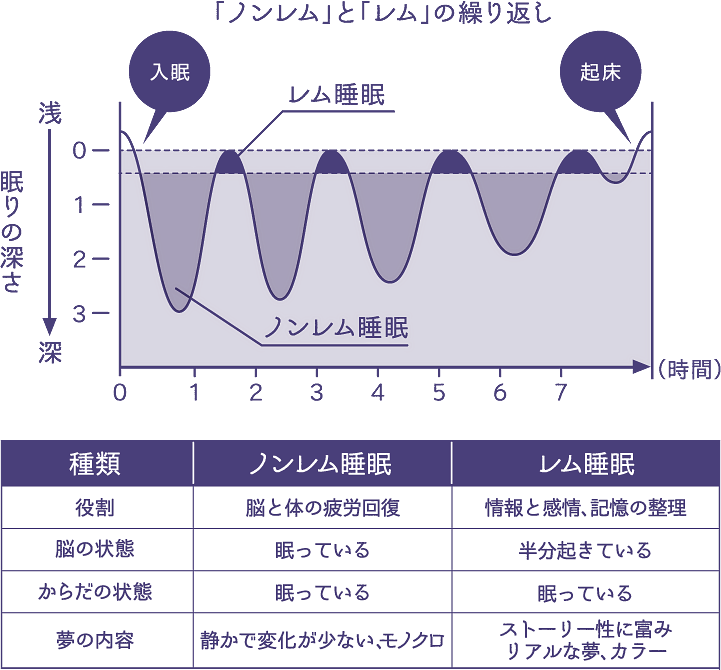 繰り返す睡眠のリズム｜NEWPEACE（ニューピース）公式サイト